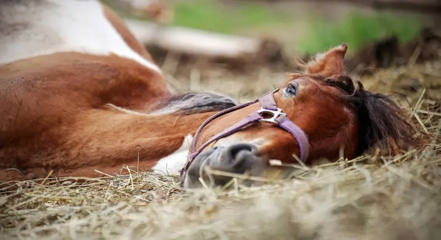 Ein braun-weißes Pferd liegt entspannt auf der Seite im Stroh. Sein Kopf ruht auf dem Boden, die Augen sind leicht geöffnet.