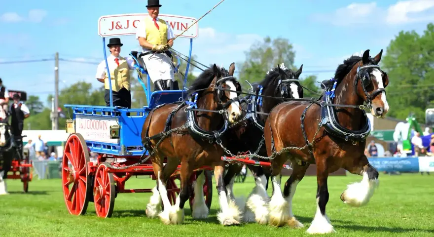 Prächtige Shire Horses ziehen einen Wagen mit zwei Fahrern in Festtagskleidung.