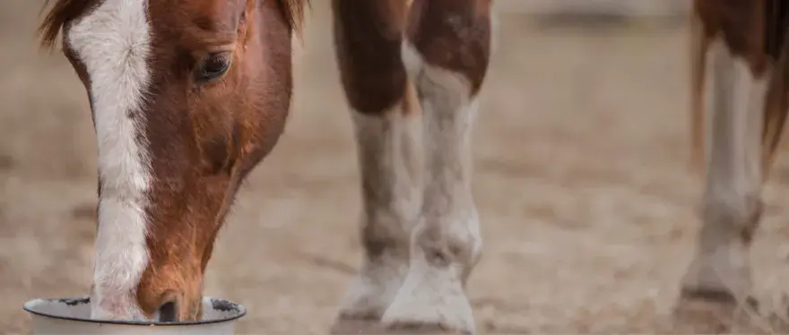 Braunes Pferd mit weißer Blesse trinkt aus einem Napf. Möglicherweise ein Zeichen für Selenmangel beim Pferd, das nach Nährstoffen sucht.