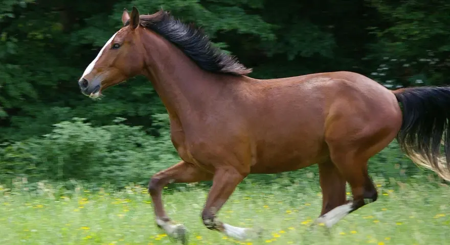 Ein braunes Warmblut Pferd galoppiert über eine blühende Wiese, sein schwarzes Haar weht im Wind.