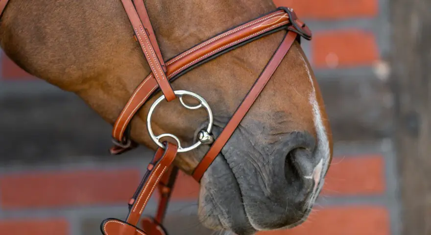 Braunes Pferd mit einem Lederzaumzeug und einem 3-Ring-Gebiss, das für eine feine Einwirkung sorgt.