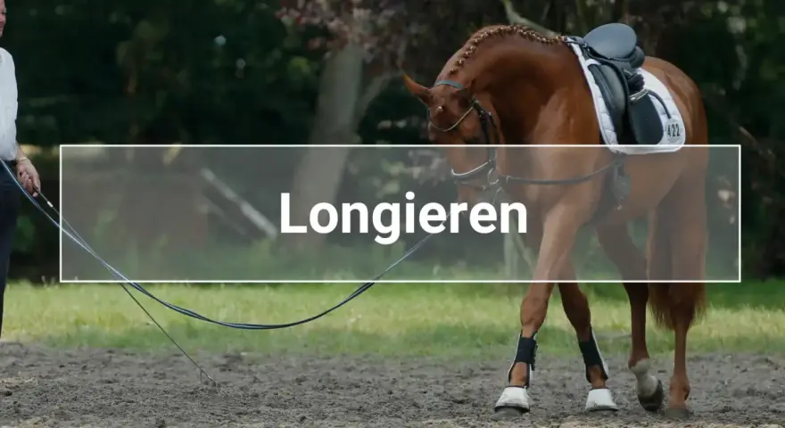 Ein Pferd wird an der Longe im Kreis geführt. Das Longieren ist eine Trainingsmethode für Pferde.