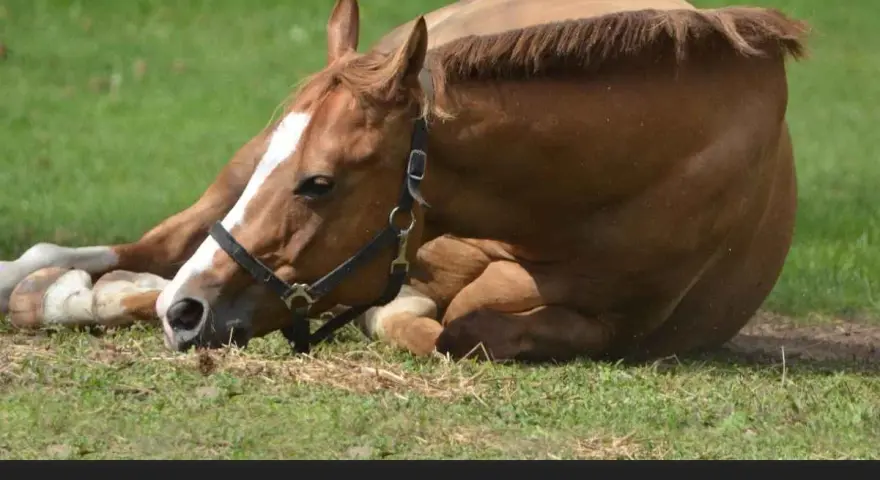 Braunes Pferd liegt erschöpft im Gras. Mögliche **Sepsis Pferd Symptome** wie Lethargie sind erkennbar.