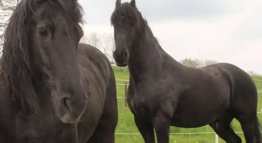 Zwei schwarze Pferde auf einer grünen Wiese. Das linke Pferd hat eine wallende Mähne, die an eine Pony-Frisur erinnert.