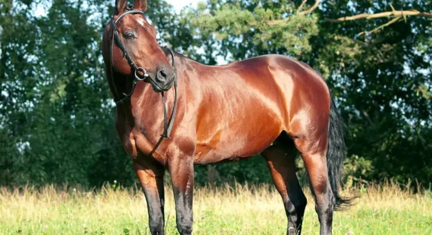 Brauner Hengst mit glänzendem Fell und stolzer Haltung, der den edlen Trakehner Charakter widerspiegelt.
