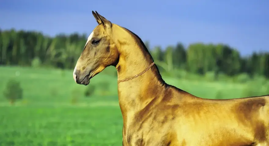 Ein edler Achal-Tekkiner mit glänzendem Fell und einer goldenen Halskette steht auf einer grünen Wiese vor einem blauen Himmel.