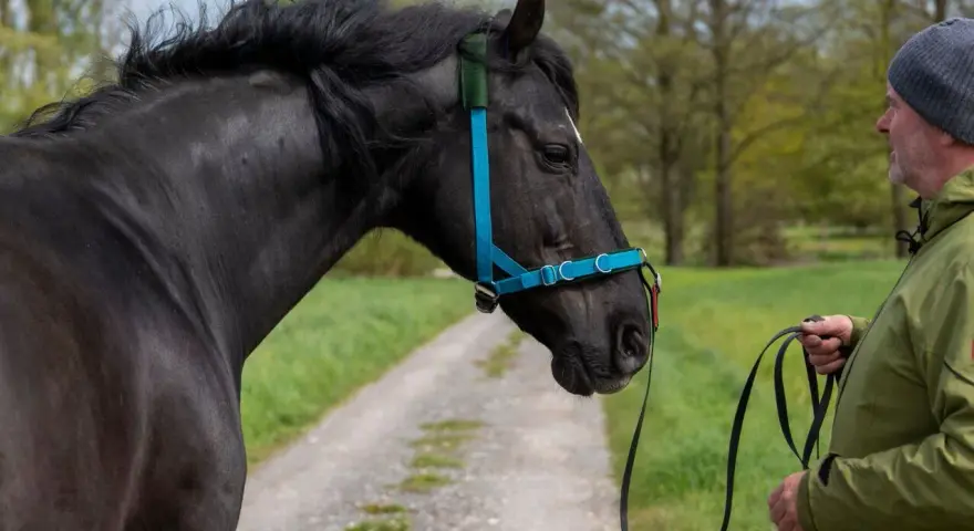 Mann zeigt, wie man ein Hackamore richtig verschnallt. Ein schwarzes Pferd mit blauem Halfter steht auf einem Feldweg.