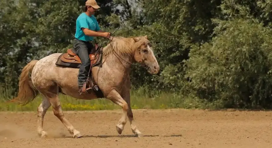 Mann reitet Pferd im Westernsattel, zeigt feine Hilfengebung beim westernreiten. Staub wirbelt auf.