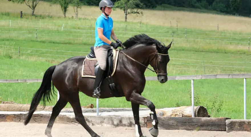 Ein Reiter im blauen Polohemd und Helm reitet ein dunkles Pferd durchs Genick auf einem Sandplatz.