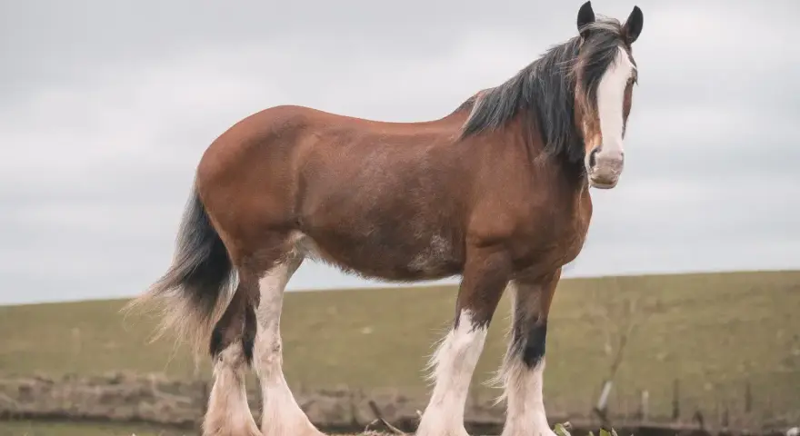 Ein majestätischer Clydesdale-Hengst mit braunem Fell und weißen Beinen steht auf einer grünen Wiese.