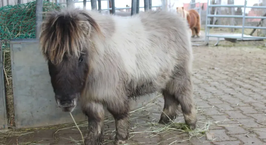 Ein flauschiges Shetlandpony mit langer Mähne steht auf einem Hof. Es ist bereit für das Shetlandpony reiten.