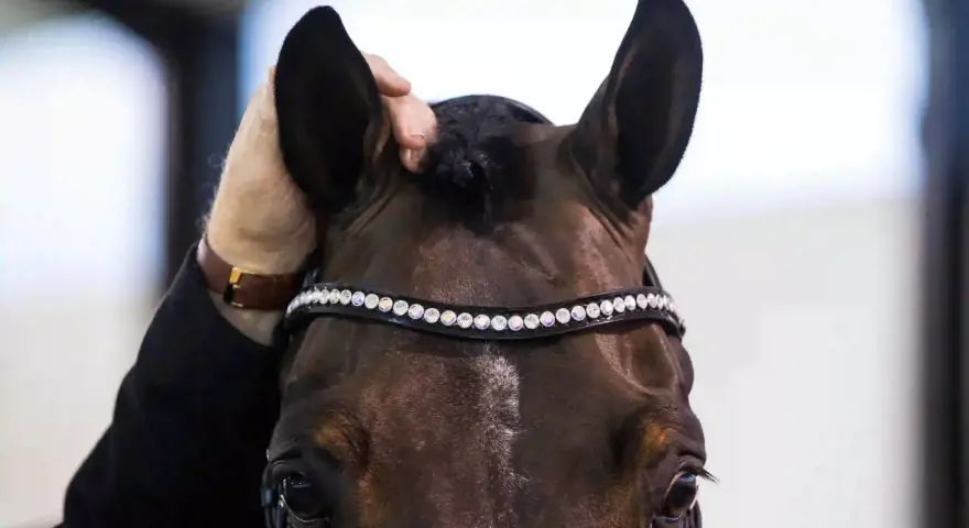 Ein Pferd zum Stehen bringen: Eine Hand streichelt sanft das Ohr eines braunen Pferdes mit einem funkelnden Stirnband.
