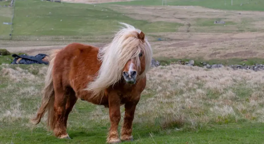 Ein brauner Shetland-Pony mit wallender Mähne steht auf einer grünen Wiese.