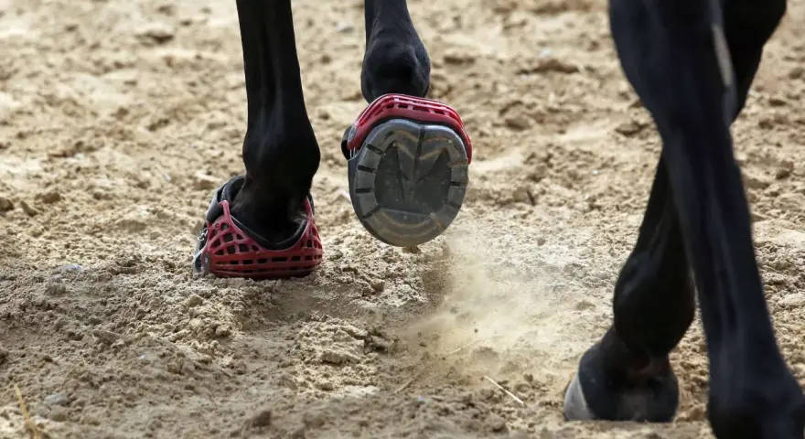 Schwarzes Pferd mit roten Hufschuhen auf sandigem Boden. Ein Hufschuh wirbelt Staub auf.
