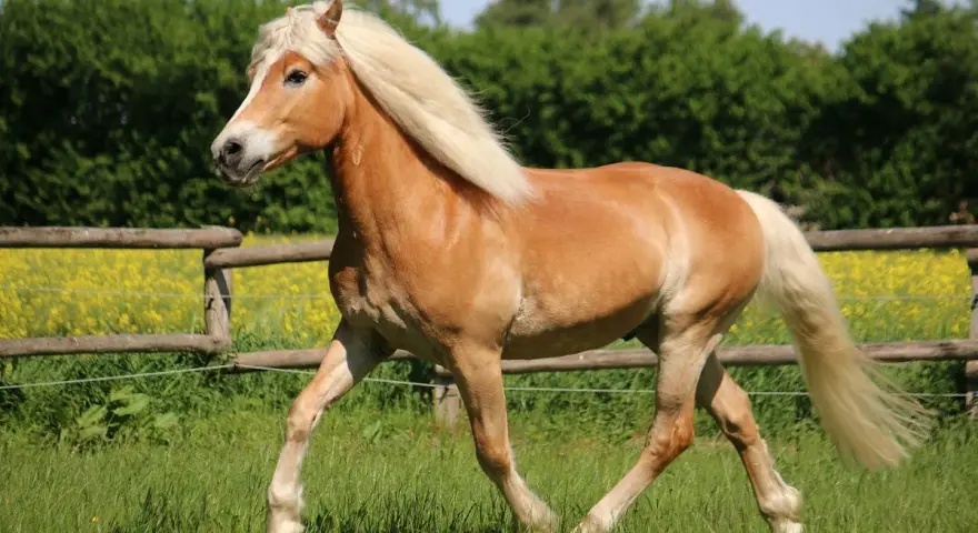 Ein Haflinger galoppiert über eine grüne Wiese. Sein Gewicht ist gut proportioniert für seine Rasse.