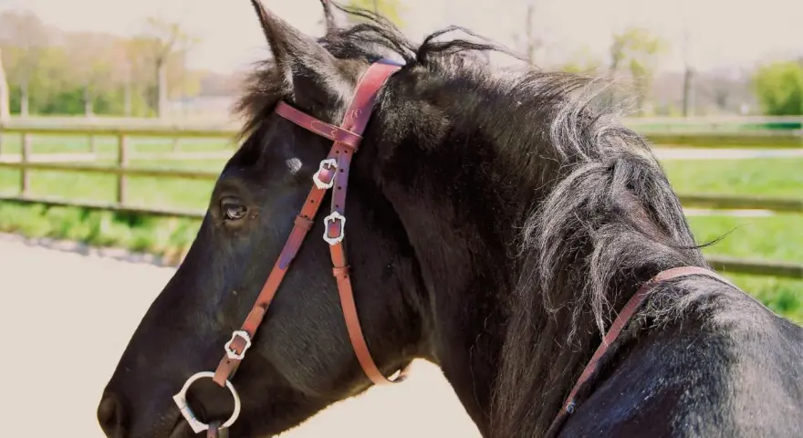 Ein schwarzes Pferd mit einer braunen Kandare, das auf einer Koppel steht.
