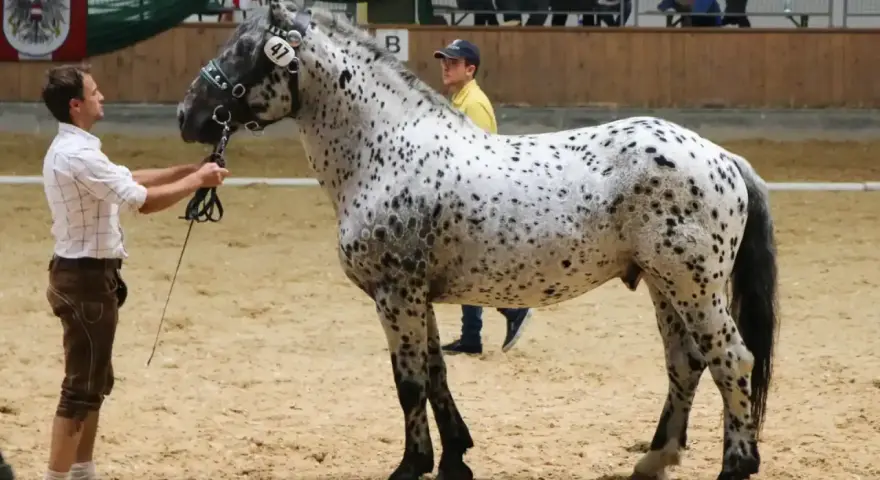 Ein Mann in Tracht präsentiert ein geschecktes Noriker-Pferd. Diese robusten Pferde haben eine beachtliche Noriker Lebenserwartung.