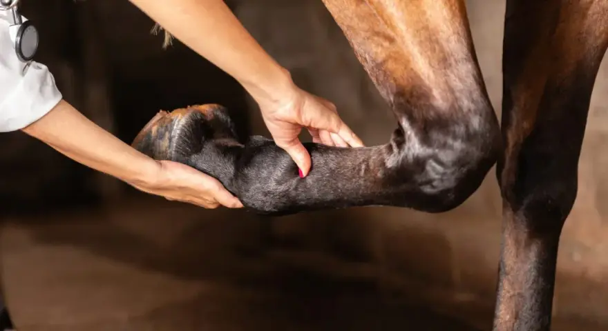 Tierärztin untersucht das Vorderbein eines Pferdes, das nach vorne entlastet wird.