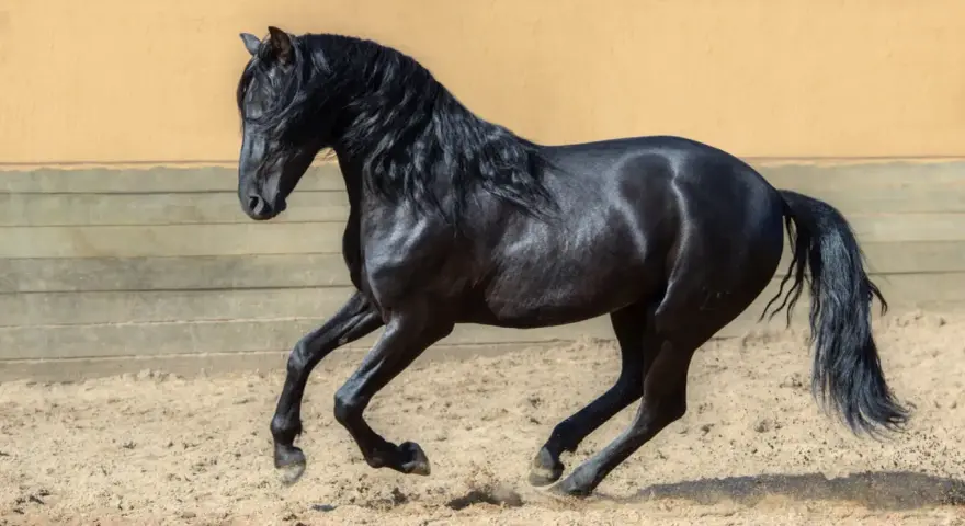 Ein schwarzes Pferd der pre pferderasse galoppiert auf sandigem Boden. Sein glänzendes Fell und die wallende Mähne sind beeindruckend.
