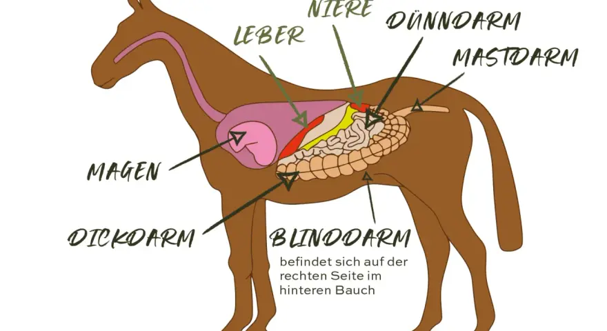 Schema des Pferdedarms mit Magen, Leber, Nieren, Dünn- und Dickdarm. Wichtig für das Verständnis von Verdauungsproblemen Pferd.