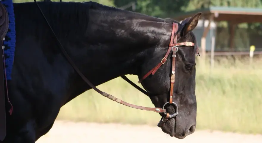 Ein schwarzes Pferd mit Trense und Sattel, das allein steht. Es wirkt, als ob das pferd wird von herde ausgegrenzt.