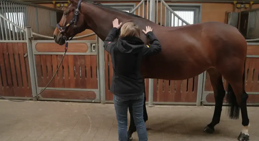 Ein braunes Pferd in einer Stallbox, das leicht zittert, während eine Person seine Flanke streichelt.