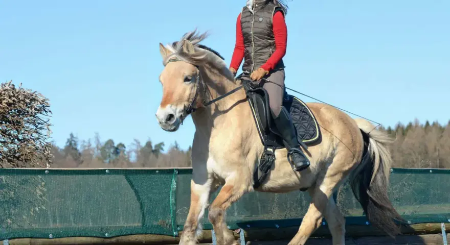 Reiterin auf einem hellbraunen, buckelnden Pferd mit langer Mähne. Das Pferd hebt die Vorderbeine hoch.