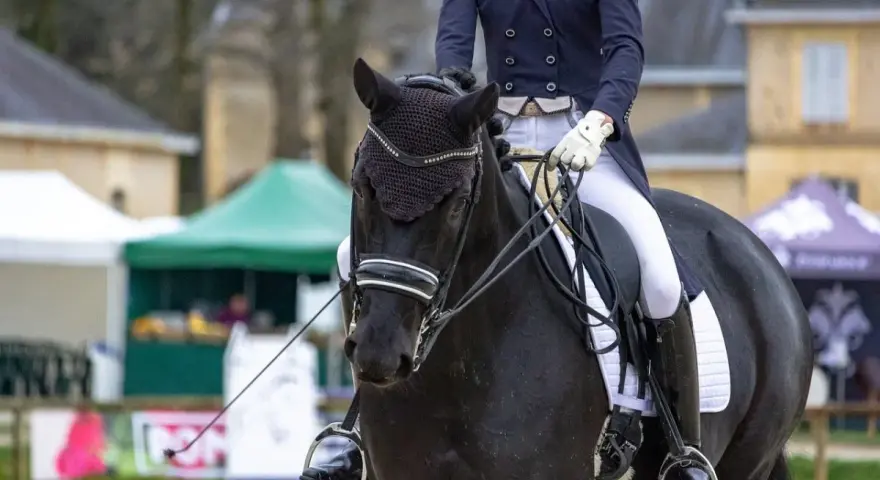 Schwarzes Pferd mit Reiterin in Dressurkleidung, bereit für die Prüfung. Diese Dressur Rassen sind für ihre Eleganz bekannt.