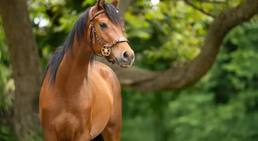Ein braunes Araber Pferd mit schwarzer Mähne und einem Lederhalfter steht im Grünen.