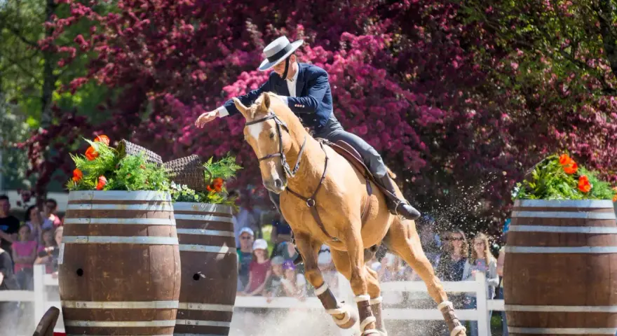 Reiterin mit Hut und dunklem Sakko reitet ein hellbraunes Pferd über Fässer, was ist Working Equitation.