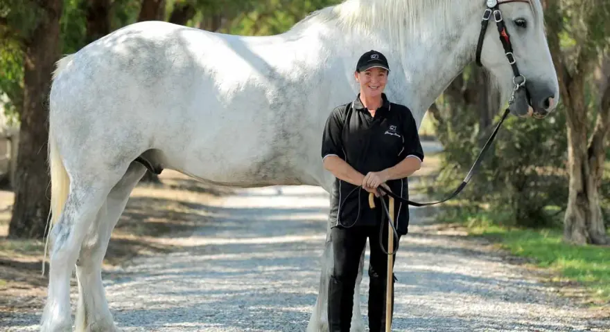 Eine Frau steht neben einem majestätischen weißen Shire Horse. Die Shire Horse Kosten sind hoch, aber die Schönheit ist unbezahlbar.