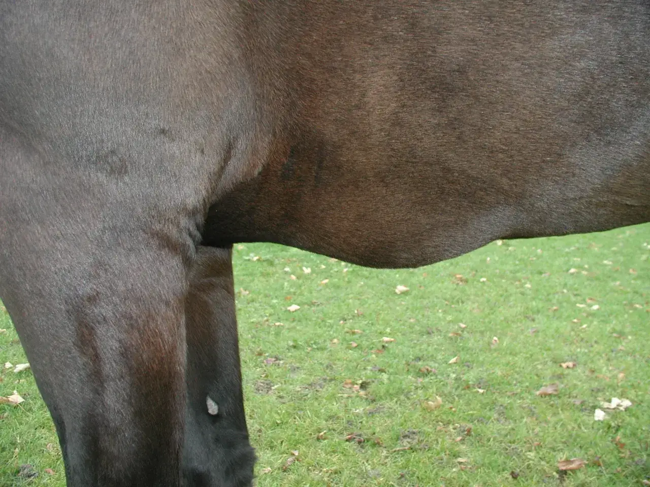 Dunkles Pferd mit sichtbarer Wassereinlagerung am Bauch. Das Fell ist kurz und glänzend.