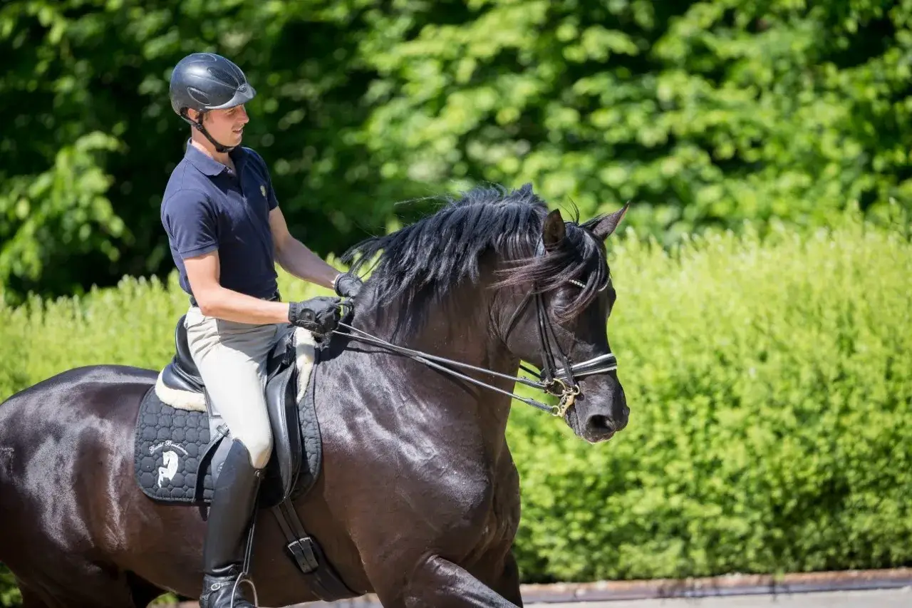 Ein Reiter versucht, ein schwarzes Pferd anzutraben, doch das pferd widersetzt sich beim antraben.
