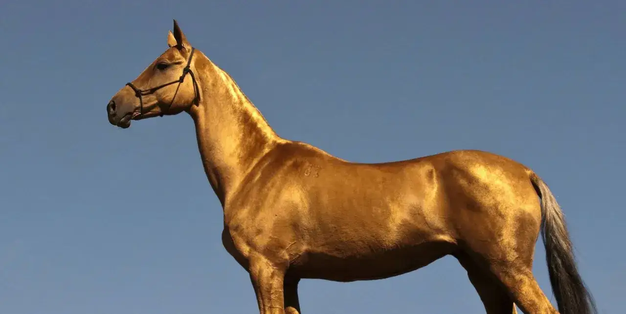 Ein glänzender Achal-Tekkiner mit goldenem Fell steht vor blauem Himmel.