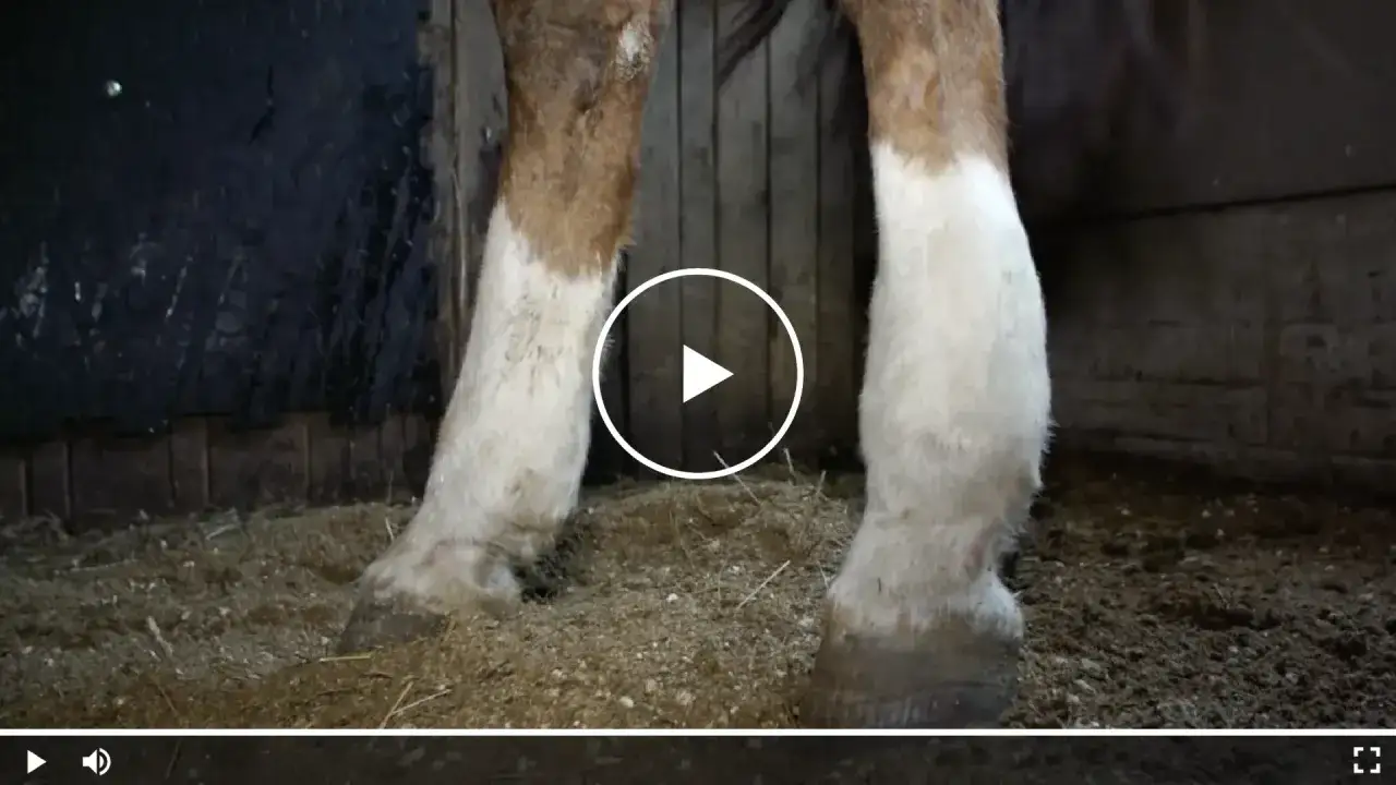 Ein Pferd entlastet sein Vorderbein nach vorne, während es auf Stroh steht.
