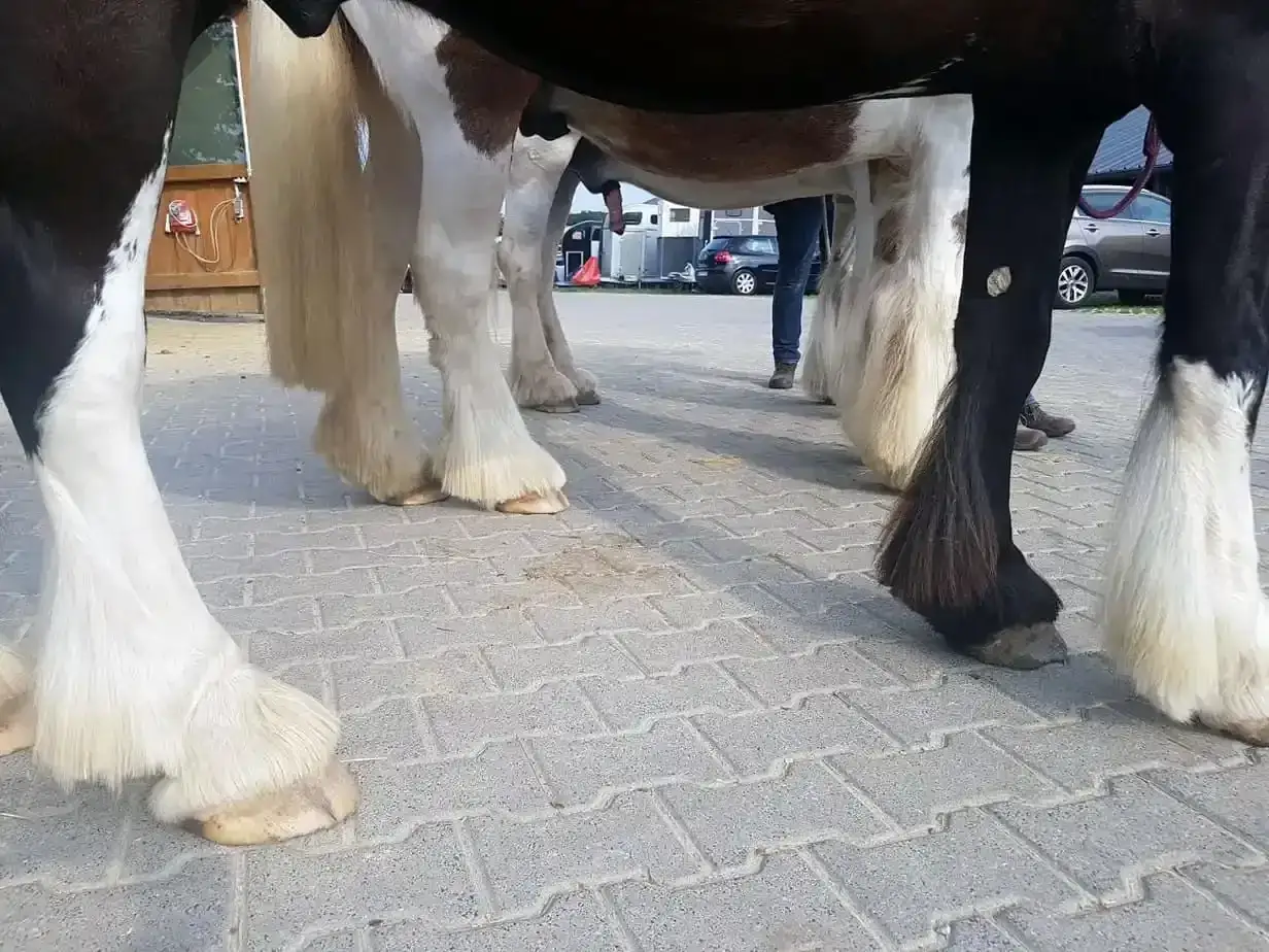 Majestätische Shire Horses mit ihren beeindruckenden Beinfedern stehen auf einem gepflasterten Weg.
