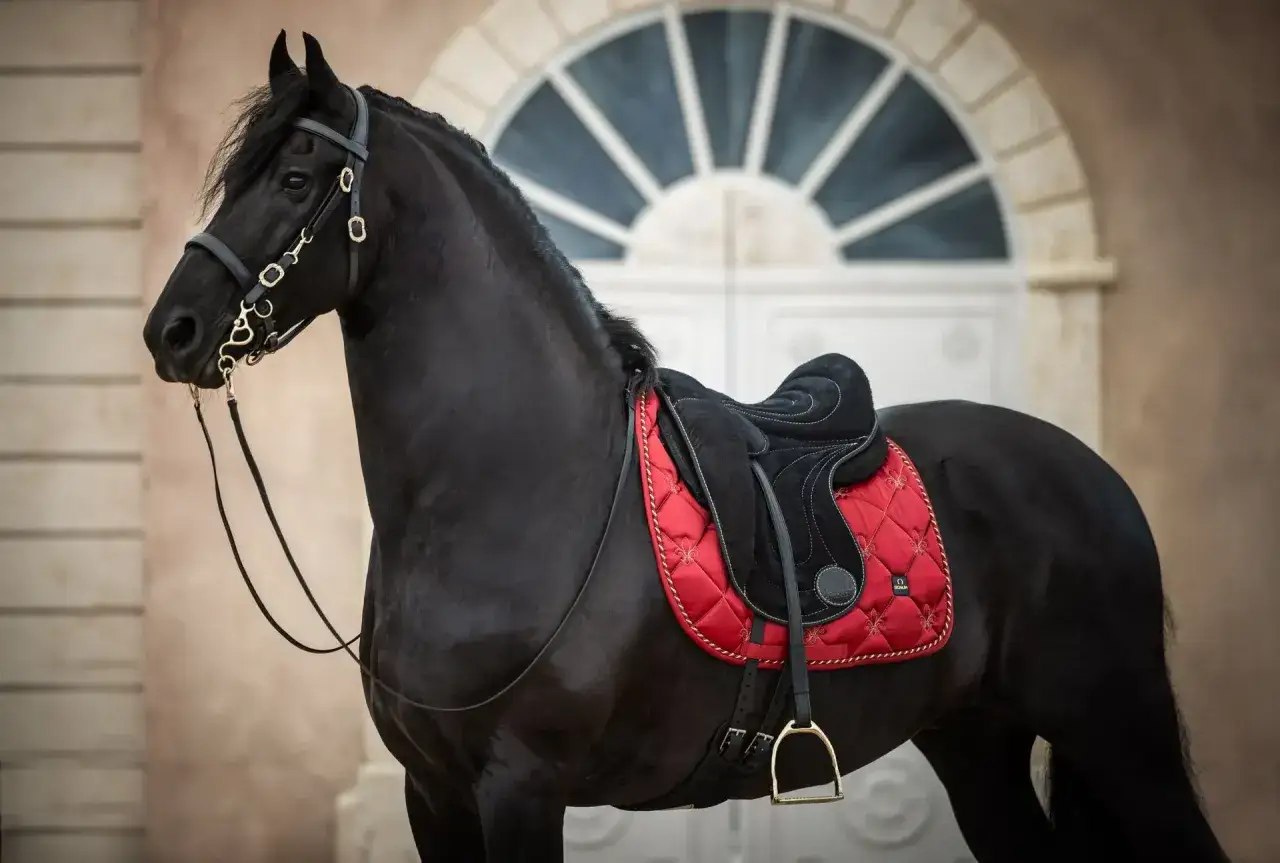 Schwarzes Pferd mit roter Schabracke und schwarzem Sattel. Die Schabracke hat eine besondere Bedeutung f&uuml;r den Reiter.
