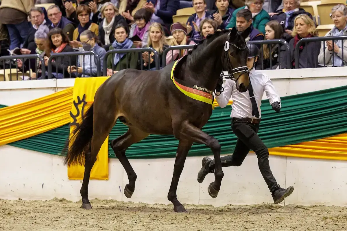 Ein brauner Hengst mit Siegerband, der den Trakehner Charakter zeigt, wird von einem jungen Mann in einem weißen Hemd und schwarzer Hose präsentiert.