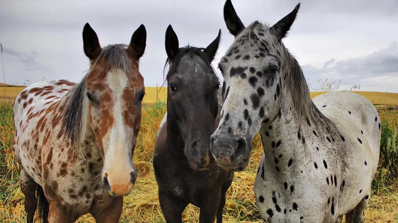 Drei Pferde mit auffälligen Appaloosa-Farben stehen nebeneinander auf einer Wiese.