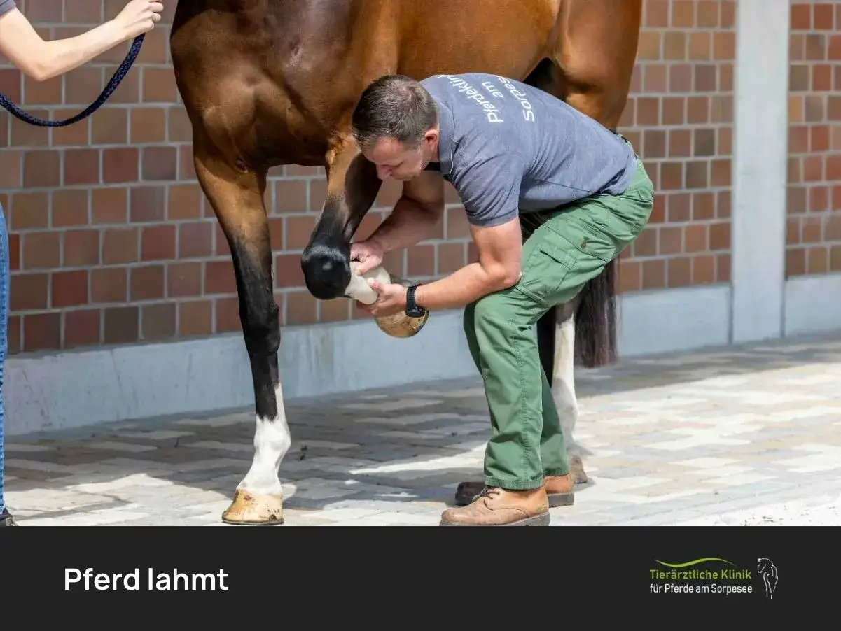 Tierarzt untersucht ein Pferd, das lahmt, und prüft dessen Huf.