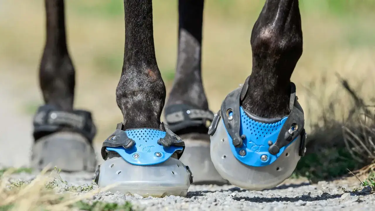 Pferdebeine mit Hufschuhen. Die Hufschuhe sind blau und transparent und werden für das Messen der Hufe verwendet.