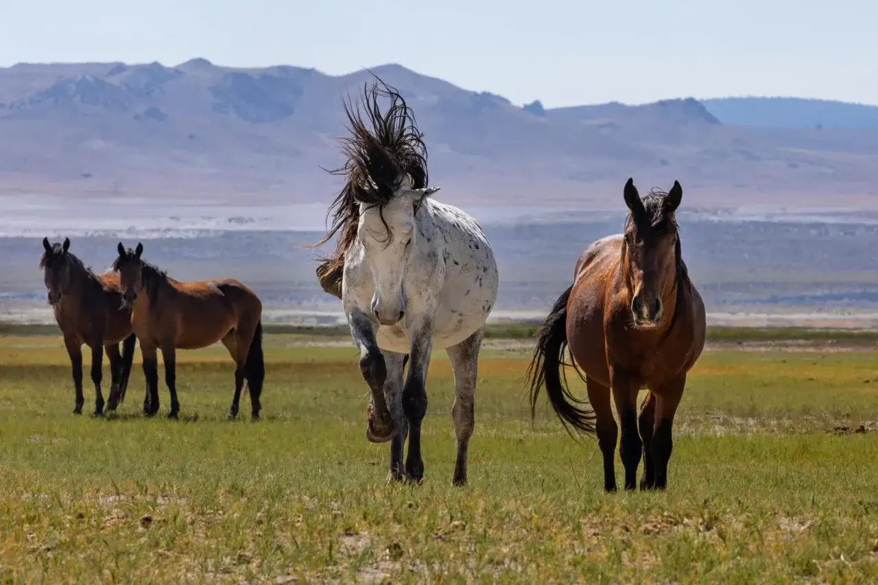 Freies mustang pferd mit wehender Mähne galoppiert über eine Wiese, im Hintergrund Berge.