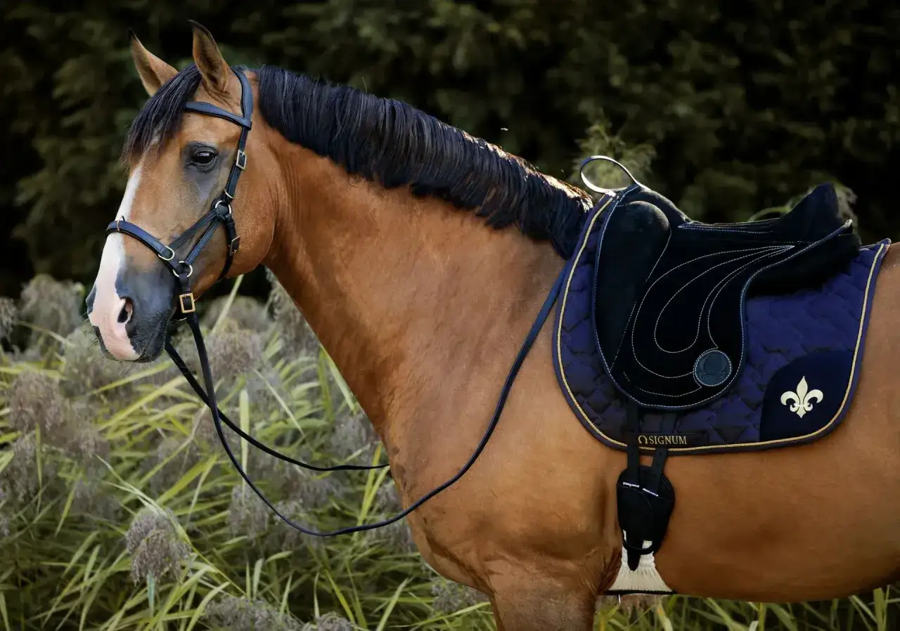 Braunes Pferd mit schwarzem Sattel und Sidepull-Trense, bereit zum Reiten.