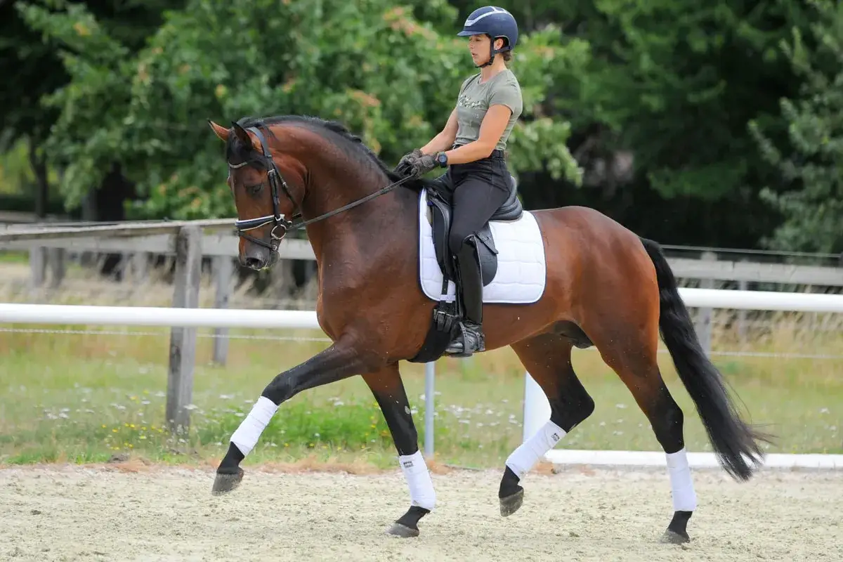 Eine Reiterin in Reithose und Helm übt mit ihrem braunen Pferd auf dem Sandplatz. Das Pferd hebt die Beine hoch, als würde es reiten auf der Stelle.