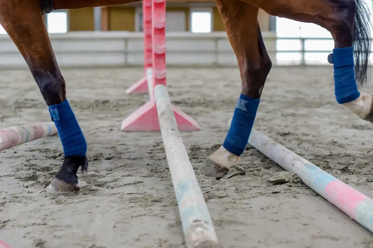 Ein Pferd springen über Hindernisse. Die Beine sind mit blauen Bandagen geschützt.