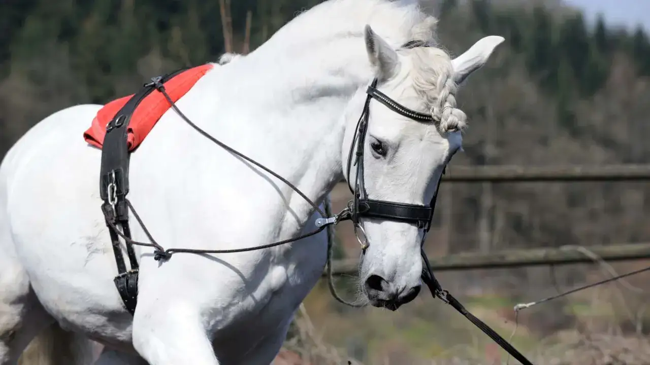 Weißes Pferd mit Longierbrille und rotem Pad. Ja, die Longierbrille ist da, um den Blick zu lenken.