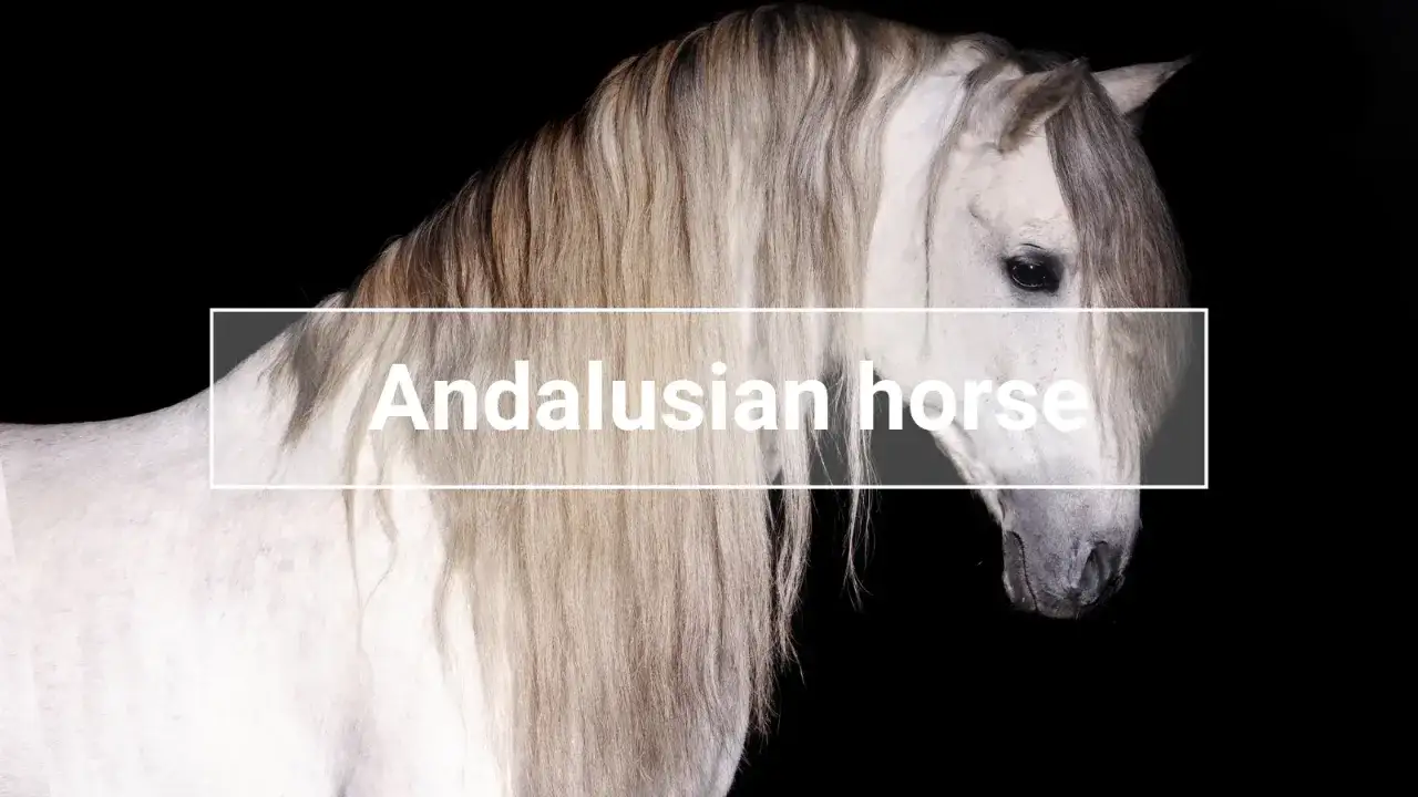Ein prächtiges Pferd der pre pferderasse Andalusier mit langer, wallender Mähne vor schwarzem Hintergrund.