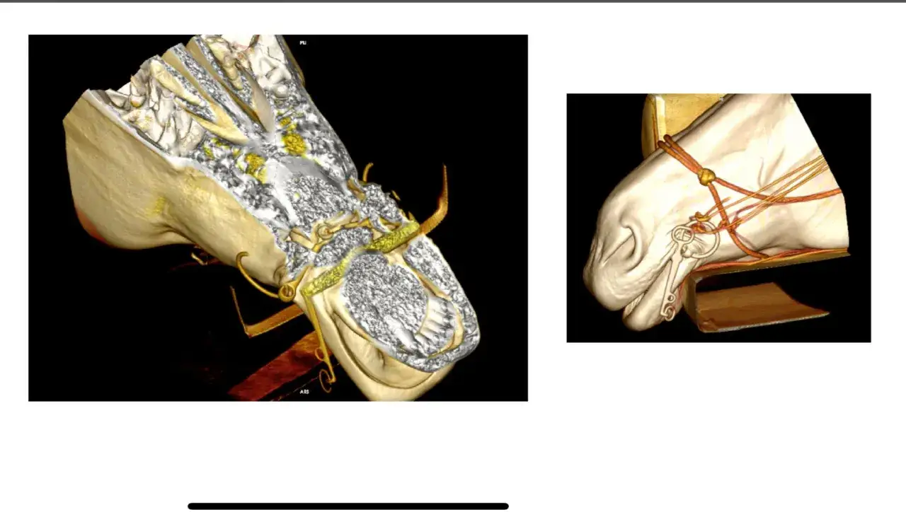 3D-Darstellung eines Pferdekopfes mit Gebiss, das Zungenfreiheit ermöglicht. Die Wirkung des Gebisses wird durch die detaillierte Darstellung der Anatomie verdeutlicht.