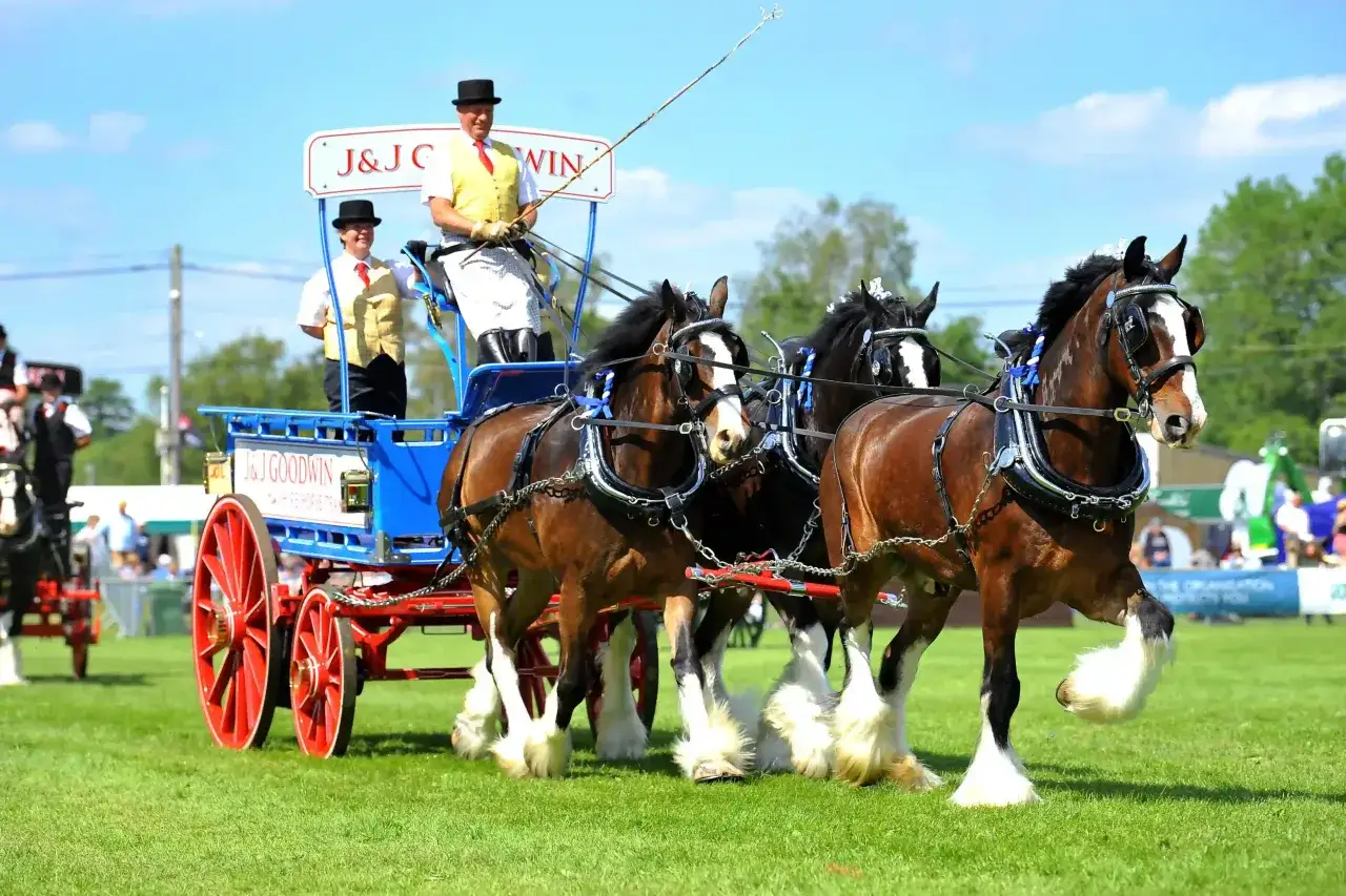 Prächtige Shire Horses ziehen einen Wagen mit zwei Fahrern. Die Shire Horse Kosten sind hoch, aber die Anmut dieser Tiere ist unbezahlbar.