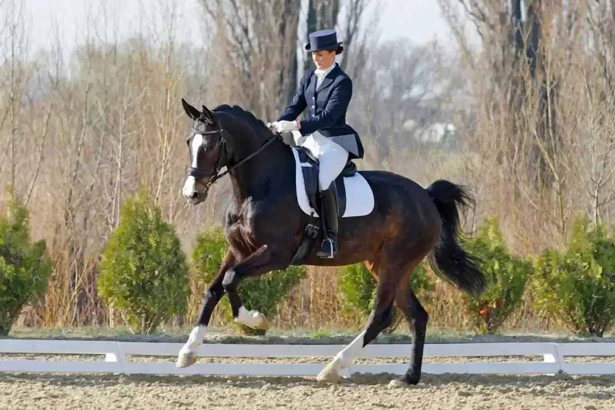 Eine Reiterin in Frack und Zylinder reitet ein elegantes warmblut pferd im Dressurviereck.